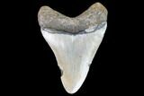 Fossil Megalodon Tooth - North Carolina #104997-2
